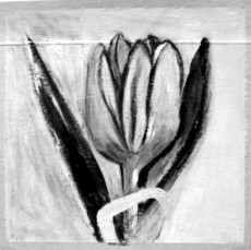 Tulpe